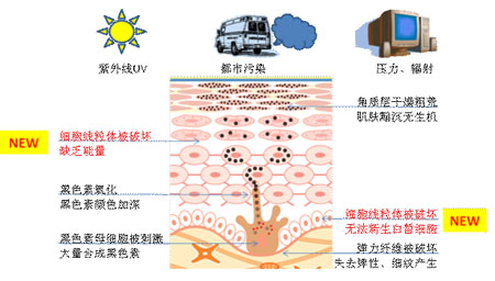 植村秀进入了美白的崭新境界：卓效美白+抗老新时代。植村秀实验室研发出着重于肌肤的能量工厂—线粒体的全新美白方式。每个肌肤细胞，都有与生俱来的纯净透亮，保护并激发线粒，用以改善表皮更新，使肌肤更加滋养、