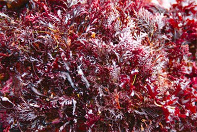 红珊瑚藻